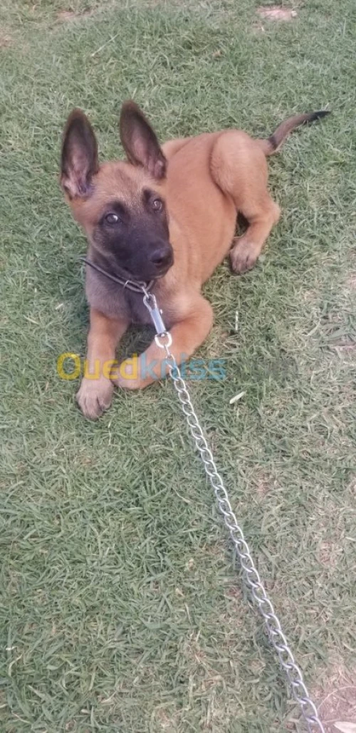 Chiot 