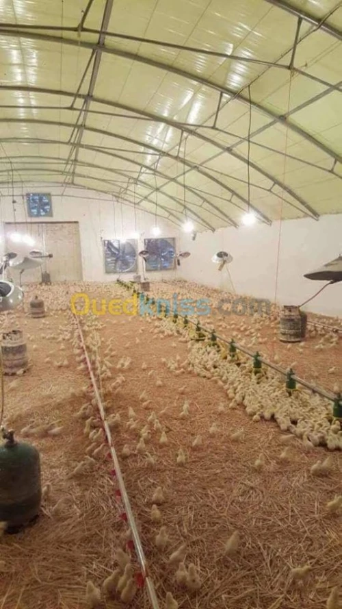 بيع وتركيب بيوت تربية الدواجن والبستنة