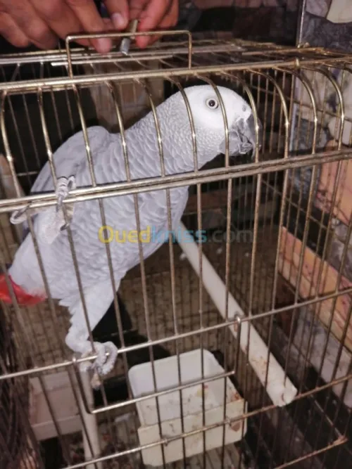 perroqué gabonais avec cage