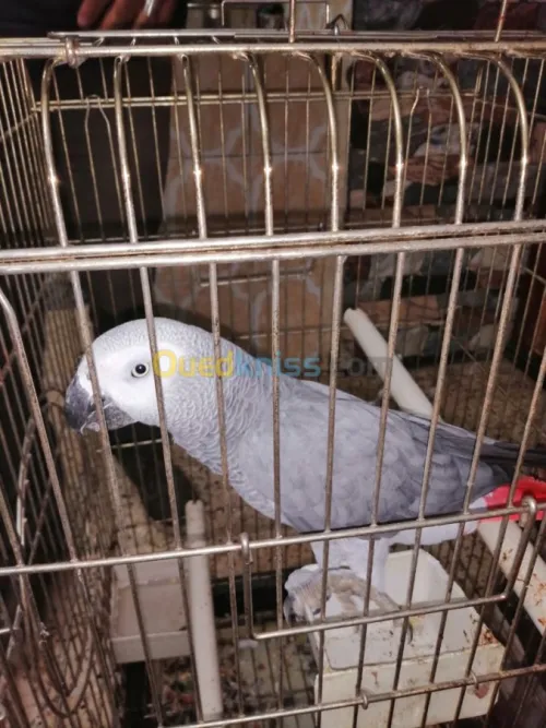 perroqué gabonais avec cage