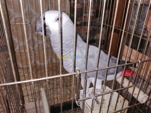 perroqué gabonais avec cage