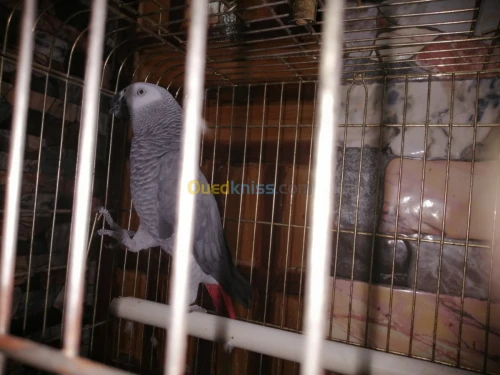 perroqué gabonais avec cage