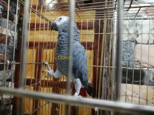 perroqué gabonais avec cage