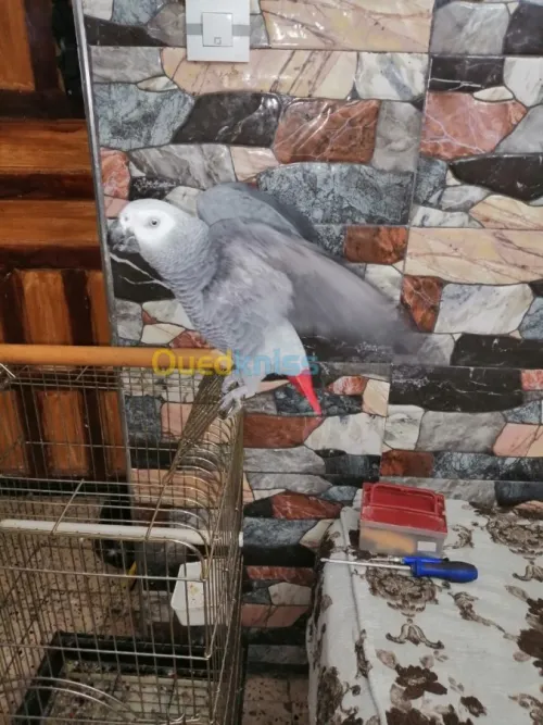perroqué gabonais avec cage