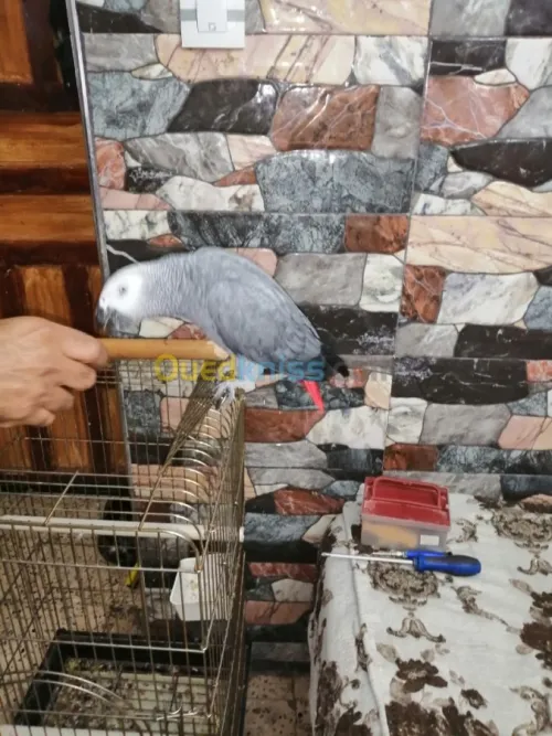perroqué gabonais avec cage
