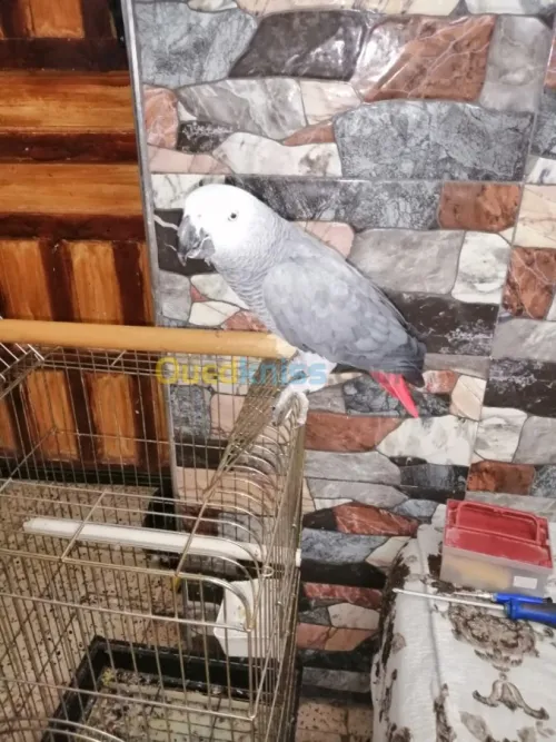 perroqué gabonais avec cage