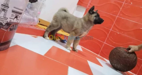 Akita américain 