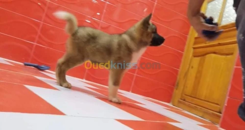Akita américain 