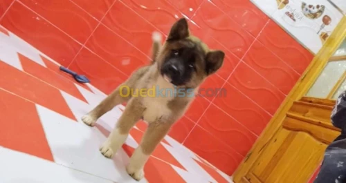 Akita américain 