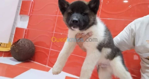 Akita américain 