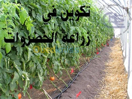 تكوين مكثف في زراعة الخضروات