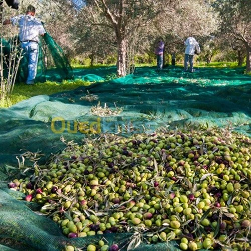 Filet récolte des olives 30m × 3m 
