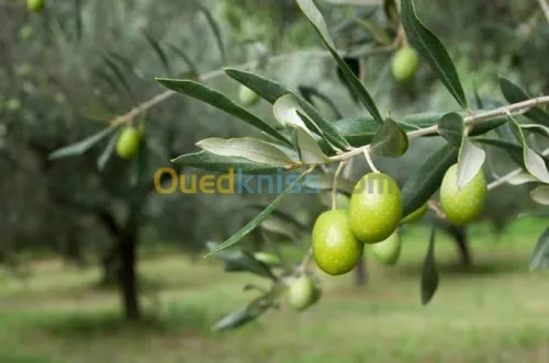 Filet récolte des olives 30m × 3m 