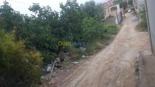 Vente Terrain Tlemcen Tlemcen