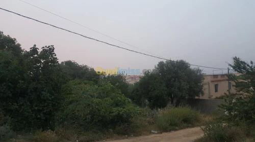 Vente Terrain Tlemcen Tlemcen