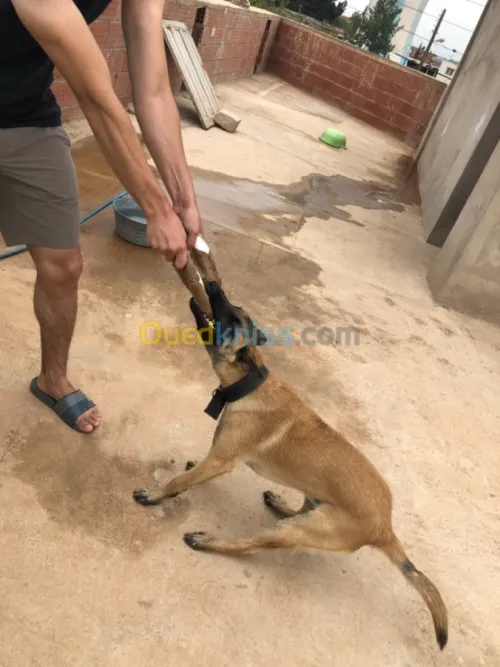 Malinois classique
