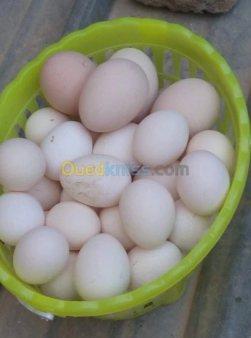 دجاج نوع بانتام بيكين / بيض