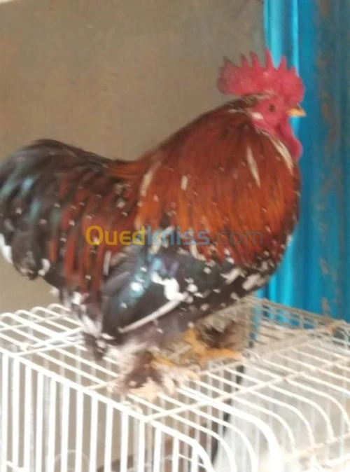 دجاج نوع بانتام بيكين / بيض