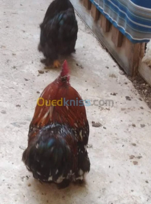 دجاج نوع بانتام بيكين / بيض
