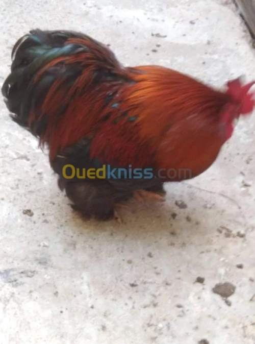 دجاج نوع بانتام بيكين / بيض