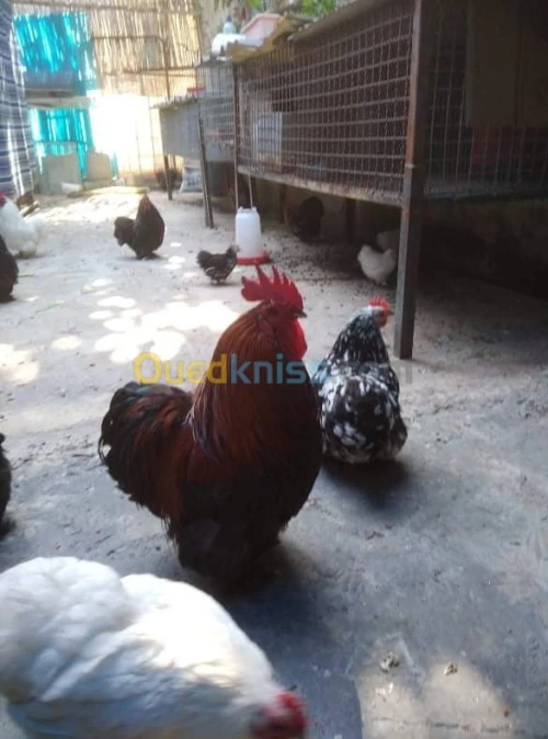 دجاج نوع بانتام بيكين / بيض