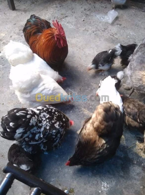 دجاج نوع بانتام بيكين / بيض