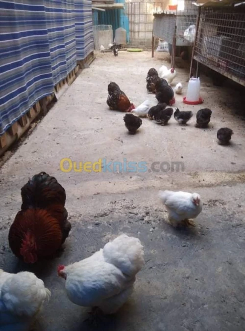 دجاج نوع بانتام بيكين / بيض