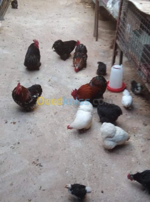 دجاج نوع بانتام بيكين / بيض