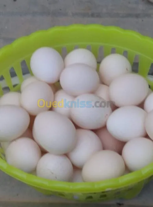دجاج نوع بانتام بيكين / بيض