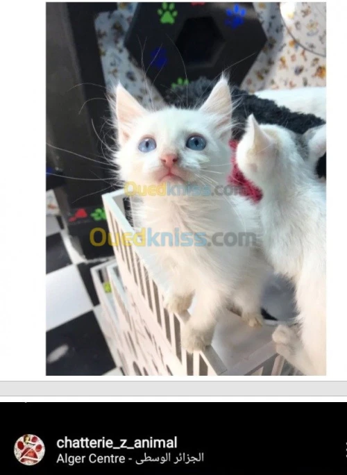 NOUVELLE PORTÉE DES CHATONS ANGORA