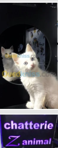 NOUVELLE PORTÉE DES CHATONS ANGORA