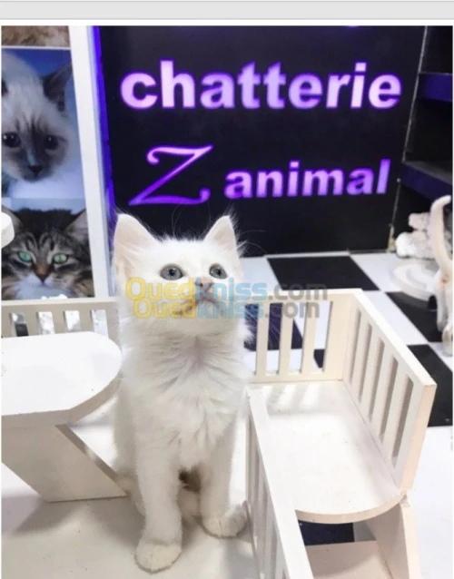 NOUVELLE PORTÉE DES CHATONS ANGORA