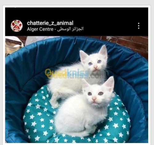 NOUVELLE PORTÉE DES CHATONS ANGORA