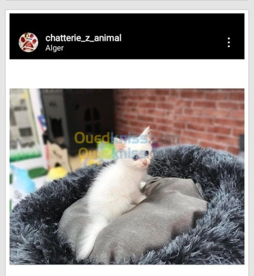 NOUVELLE PORTÉE DES CHATONS ANGORA