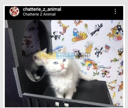 NOUVELLE PORTÉE DES CHATONS ANGORA