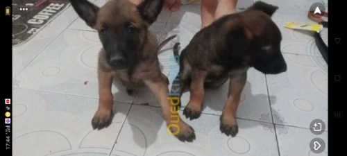 Malinois 