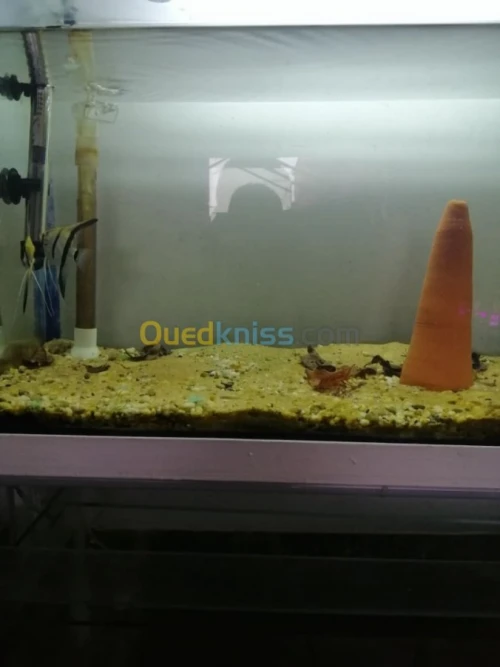 poisson d'aquariume couple scalaire