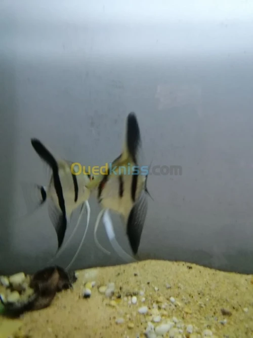 poisson d'aquariume couple scalaire