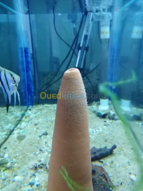 poisson d'aquariume couple scalaire