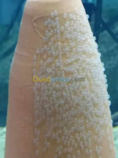 poisson d'aquariume couple scalaire