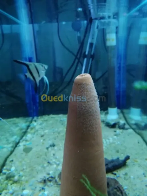 poisson d'aquariume couple scalaire