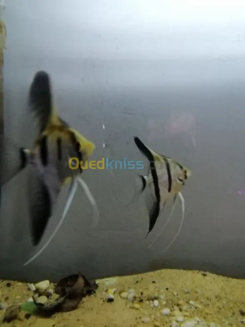 poisson d'aquariume couple scalaire