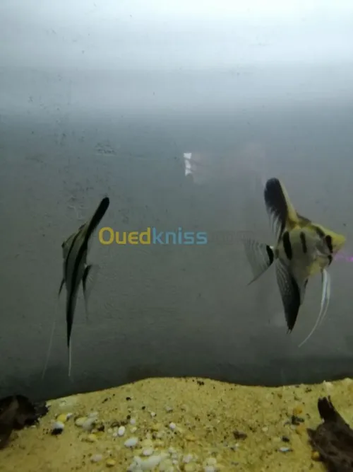 poisson d'aquariume couple scalaire