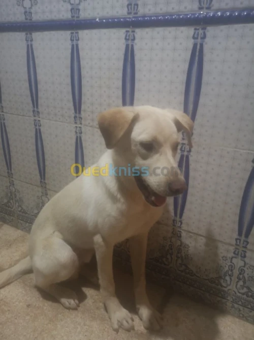 Labrador croisé 