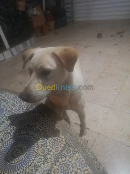 Labrador croisé 