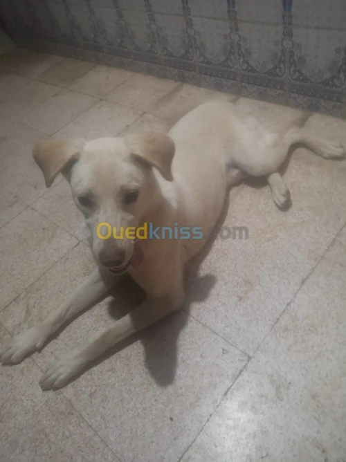 Labrador croisé 