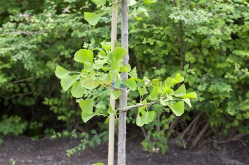 Arbres Ginkgo Biloba