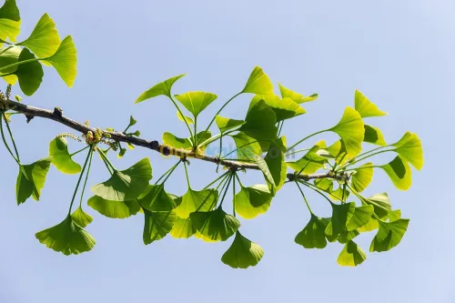 Arbres Ginkgo Biloba