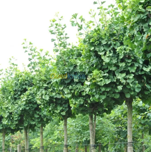 Arbres Ginkgo Biloba