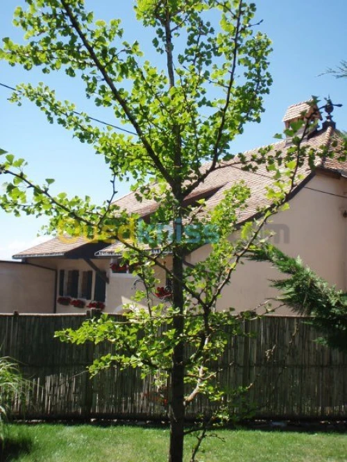 Arbres Ginkgo Biloba